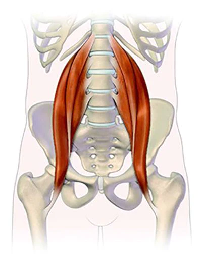 Psoas Syndrome: Culprit of Your Lower Back Pain